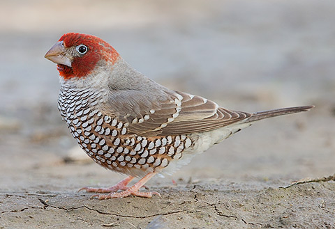 Red-headed Finch male